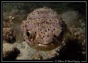 Not a shy one (Diodon holacanthus) by Raoul Caprez 